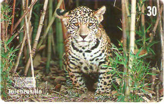 DF-135 - Onça-Pintada