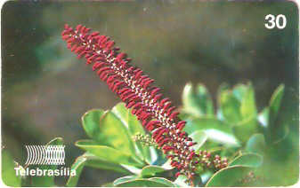DF-136 - Ficus