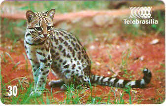 DF-151 - Gato-do-Mato