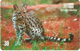 DF-152 - Gato-do-Mato