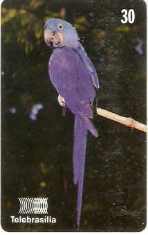 DF-153 - Arara-Azul-Grande