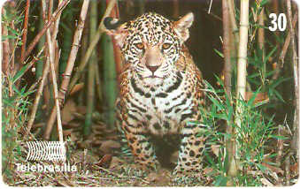 DF-157 - Onça-Pintada