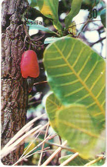 DF-160 - Caju-do-Cerrado - 1