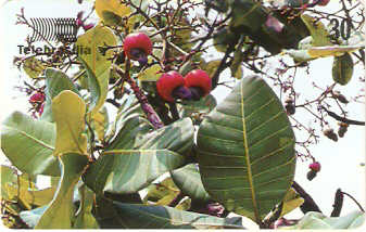 DF-161 - Caju-do-Cerrado - 2