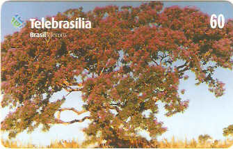 DF-198 - Sucupira Amarela