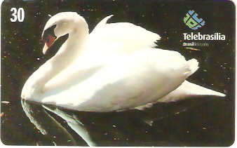DF-204 - Cisne-Real