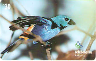 DF-206 - Saíra Sete-Cores