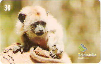 DF-220 - Filhotes - 01