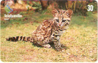 DF-221 - Filhotes - 02