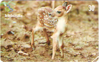 DF-222 - Filhotes - 03