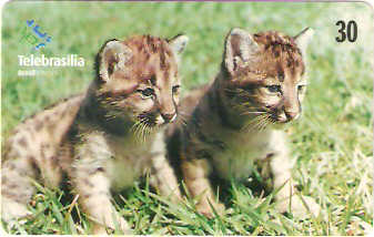 DF-223 - Filhotes - 04