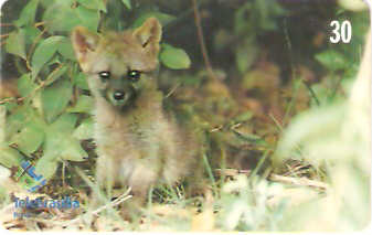 DF-224 - Filhotes - 05