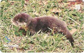 DF-225 - Filhotes - 06