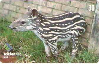 DF-226 - Filhotes - 07