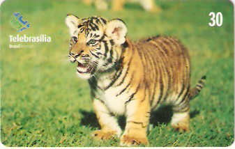 DF-227 - Filhotes - 08