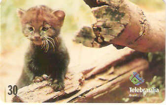 DF-229 - Filhotes - 10