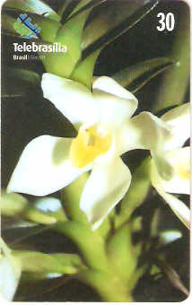 DF-230 - Orquídea do Cerrado - 1