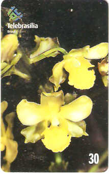 DF-231 - Orquídea do Cerrado - 2