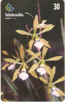 DF-232 - Orquídea do Cerrado - 3