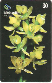 DF-233 - Orquídea do Cerrado - 4