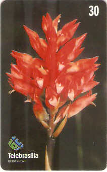 DF-234 - Orquídea do Cerrado - 5