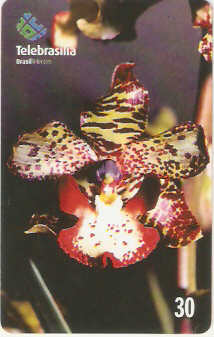 DF-235 - Orquídea do Cerrado - 6