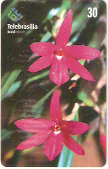 DF-236 - Orquídea do Cerrado - 7