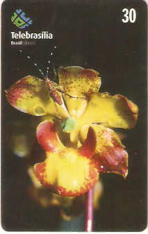 DF-237 - Orquídea do Cerrado - 8