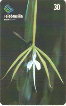 DF-238 - Orquídea do Cerrado - 9