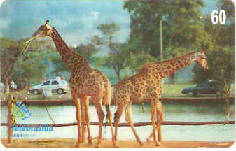 DF-279 - Girafa