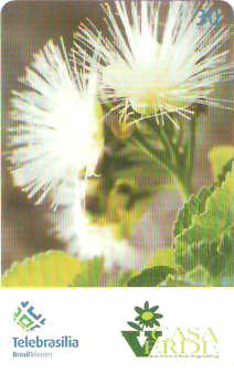 DF-396 - Flor de Pequi