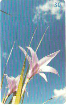 DF-400 - Canela de Ema