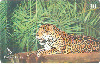 DF-450 - Onça Pintada