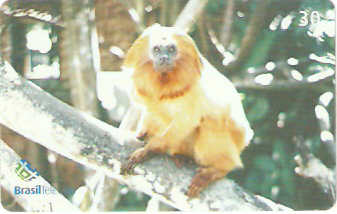 DF-452 - Mico-Leão-Dourado