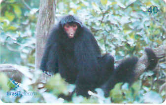 DF-453 - Macaco-Aranha