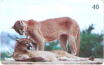 DF-455 - Onça-Parda