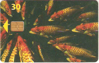 DK-D-004M - Peixe