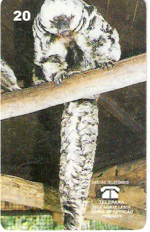 PA-053 - Macaco Parauaçú