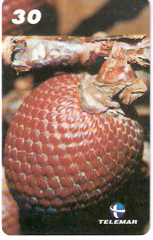 AP-089 - Fruta do Buriti