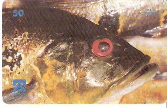 AM-038 - Tucunaré