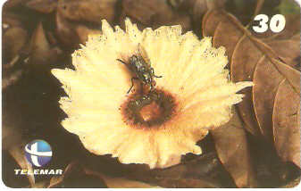 ES-142 - Fungos - 04/10