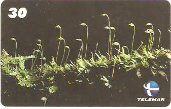 ES-159 - Flora - 09/10