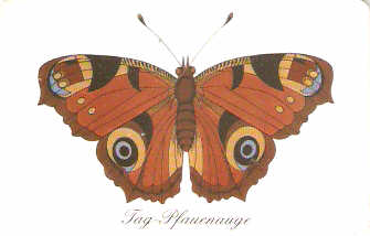 GER98PD15b - Borboleta 3