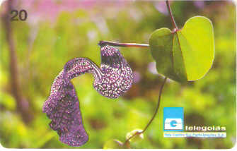 GO-036 - Papo de Peru - B1