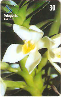 GO-248 - Orquídea do Serrado - 9