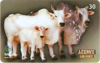 GO-567 - Família Nelore