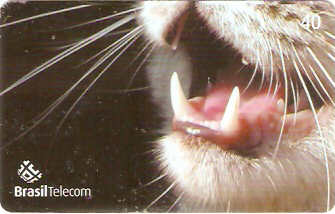 GO-751 - Gato - 3/4