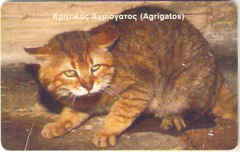 GRE-X0747 - Gato
