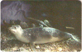 GRE-X0748 - Foca