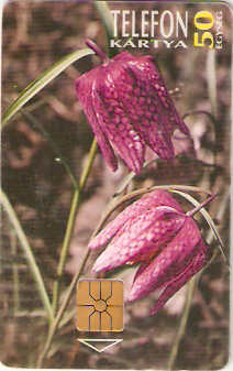 HUG-1995P-24 - Flor